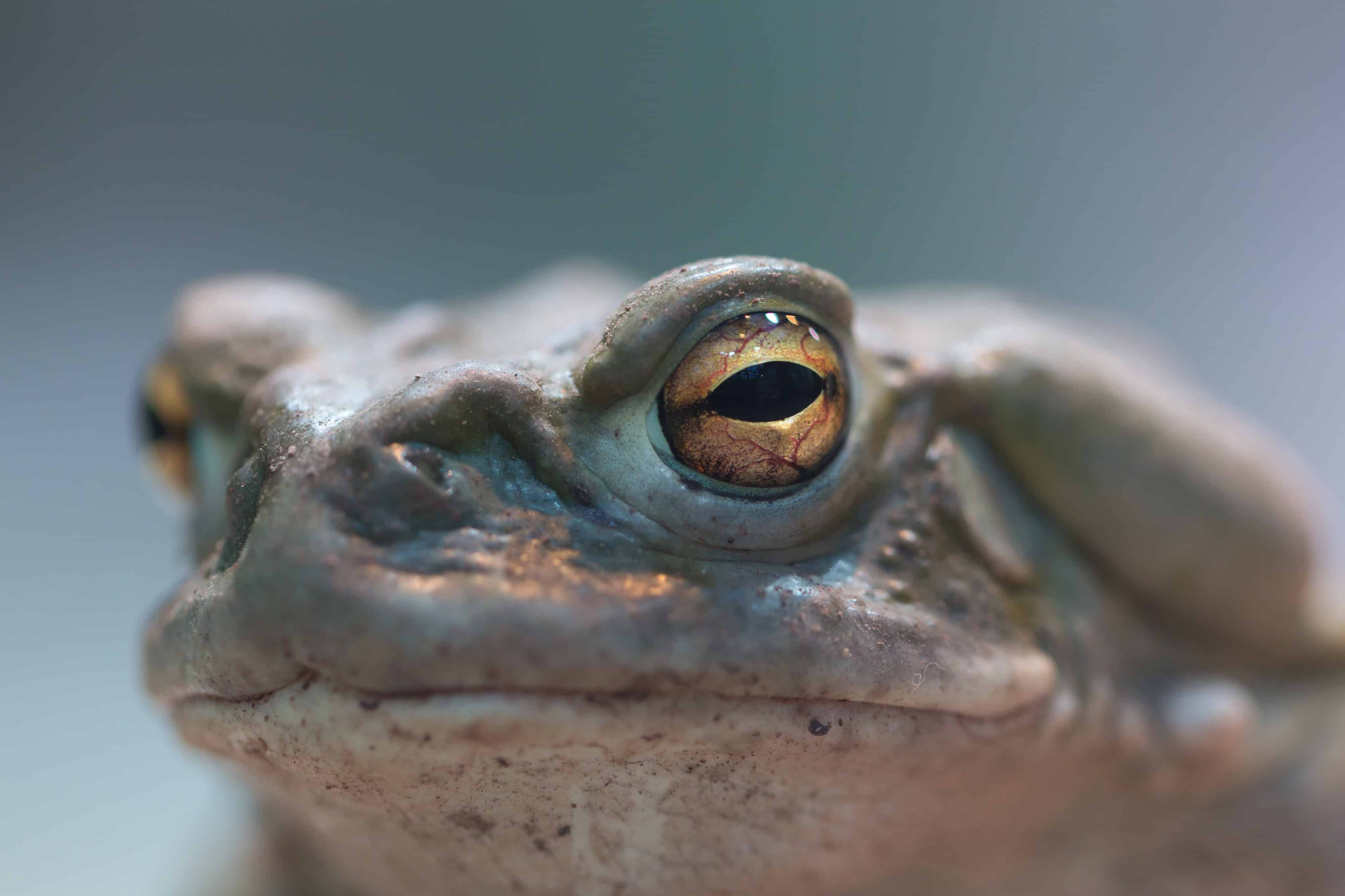 Psychedelic Toad Toxins Could Treat Depression, Anxiety Without Hallucinations