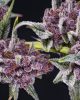 Lemon Cherry Gelato
