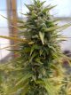 Gorilla Glue #4 (GG4)
