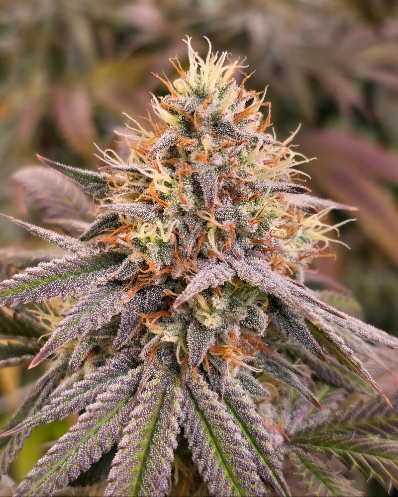 Angry Peaches strain