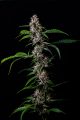 Blue Cheese