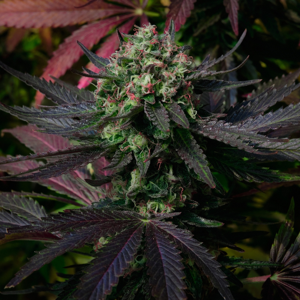 Ayahuasca Purple strain