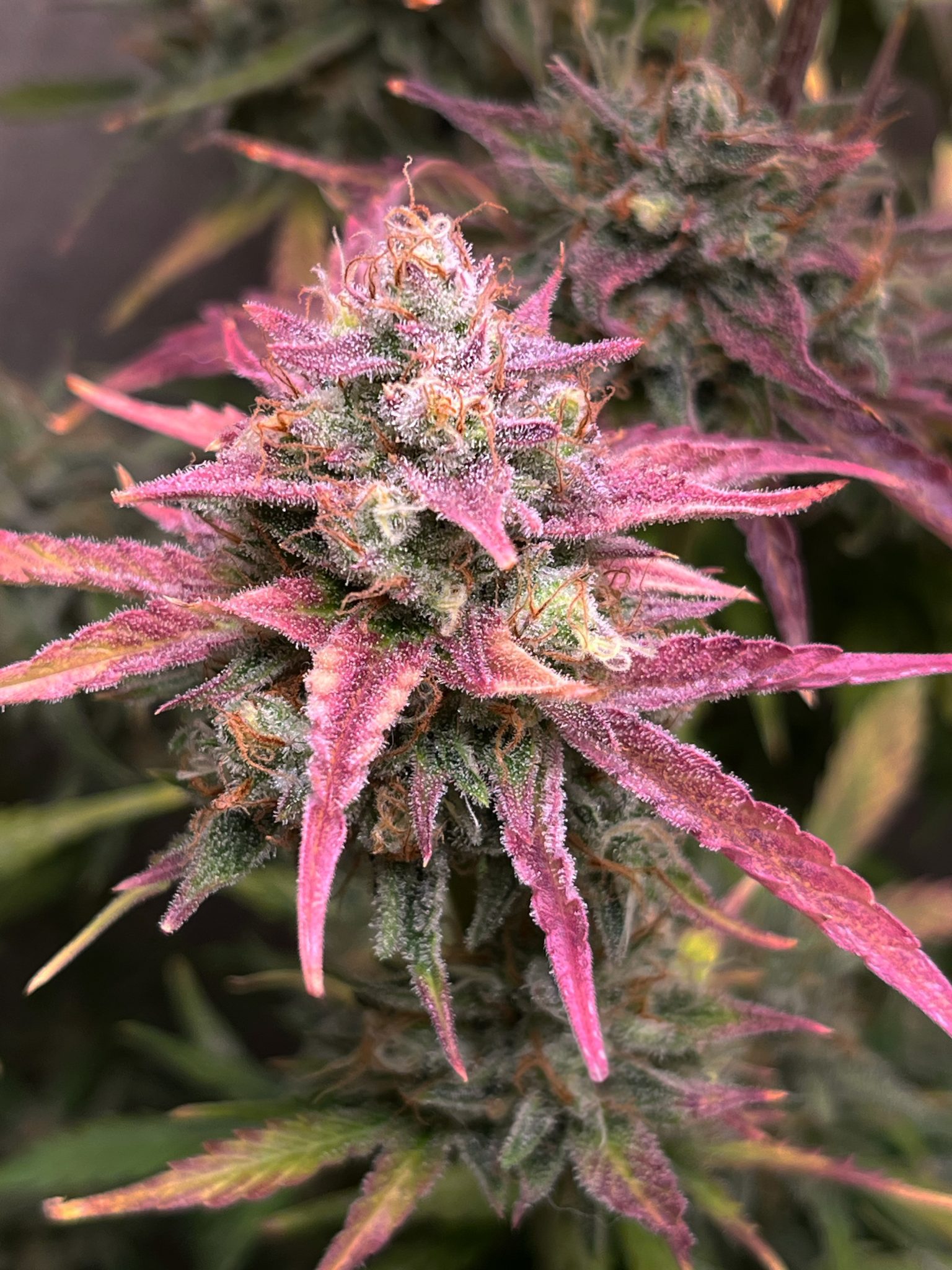 Voyager F1 Auto strain