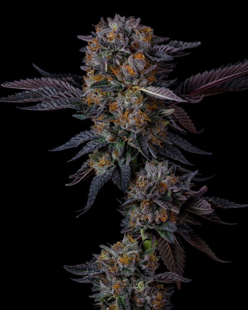 White Gummy strain